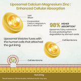 Vlado's Himalayan Organics Liposomal Calcium Magnesium Zinc | Bone & Immunity | 60 Veg Tablets