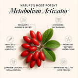 wellbeing nutrition slow liposomal berberine hcl 1100mg 