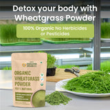 Vlado's Himalayan Organics, Wheatgrass Powder, Detox & Immunity Support - 100g